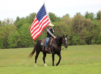 American Quarter Horse, Gelding, 12 years, Black