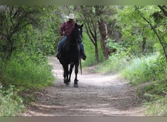 American Quarter Horse, Gelding, 12 years, Black