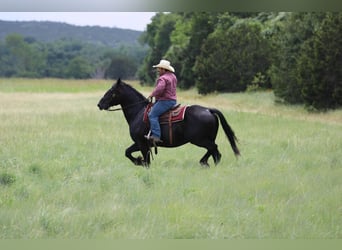 American Quarter Horse, Gelding, 12 years, Black