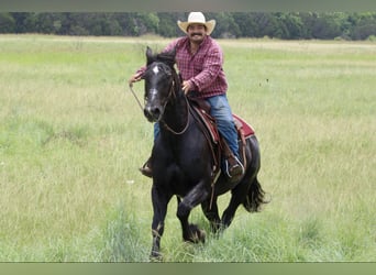 American Quarter Horse, Gelding, 12 years, Black