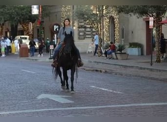 American Quarter Horse, Gelding, 12 years, Black