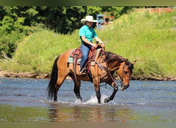 American Quarter Horse, Gelding, 12 years, Buckskin
