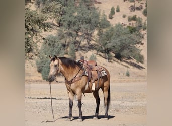 American Quarter Horse, Gelding, 12 years, Buckskin