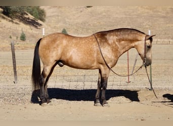 American Quarter Horse, Gelding, 12 years, Buckskin