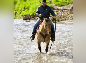 American Quarter Horse, Gelding, 12 years, Buckskin