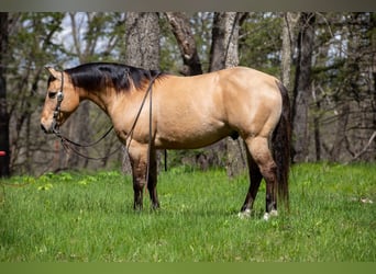 American Quarter Horse, Gelding, 12 years, Buckskin