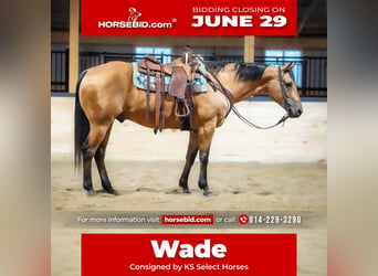 American Quarter Horse, Gelding, 12 years, Buckskin