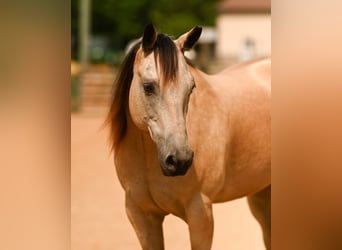 American Quarter Horse, Gelding, 12 years, Buckskin