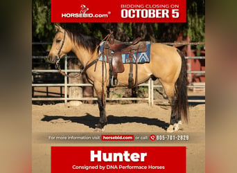 American Quarter Horse, Gelding, 12 years, Buckskin