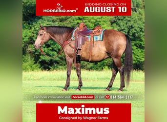 American Quarter Horse, Gelding, 12 years, Buckskin