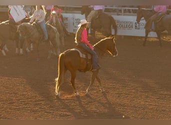 American Quarter Horse, Gelding, 12 years, Chestnut