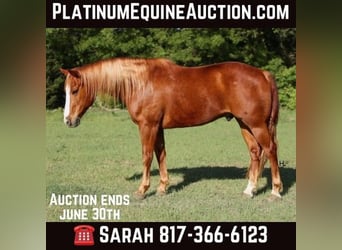 American Quarter Horse, Gelding, 12 years, Chestnut