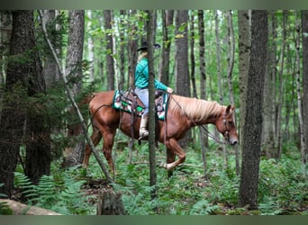 American Quarter Horse Mix, Gelding, 12 years, Chestnut