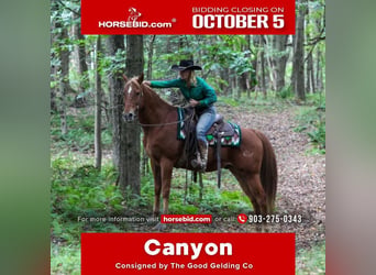 American Quarter Horse Mix, Gelding, 12 years, Chestnut