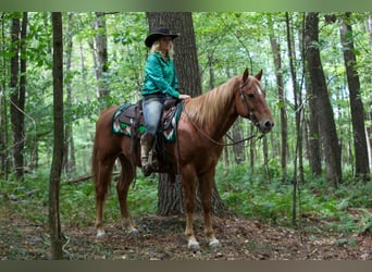 American Quarter Horse Mix, Gelding, 12 years, Chestnut