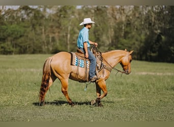 American Quarter Horse, Gelding, 12 years, Dun