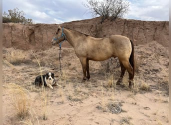 American Quarter Horse, Gelding, 12 years, Dun