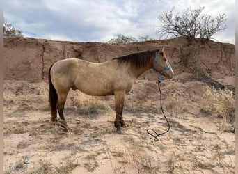 American Quarter Horse, Gelding, 12 years, Dun