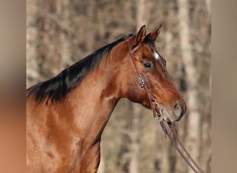 American Quarter Horse, Gelding, 12 years, Dun