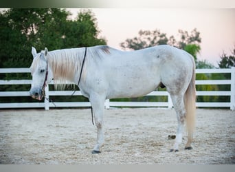 American Quarter Horse, Gelding, 12 years, Gray