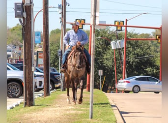 American Quarter Horse, Gelding, 12 years, Grullo