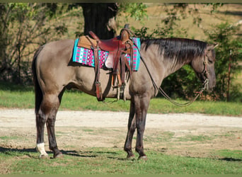 American Quarter Horse, Gelding, 12 years, Grullo