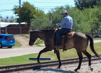 American Quarter Horse, Gelding, 12 years, Grullo