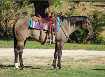 American Quarter Horse, Gelding, 12 years, Grullo