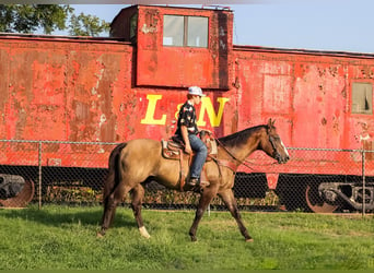 American Quarter Horse, Gelding, 12 years, Grullo