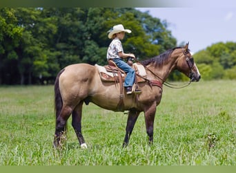 American Quarter Horse, Gelding, 12 years, Grullo