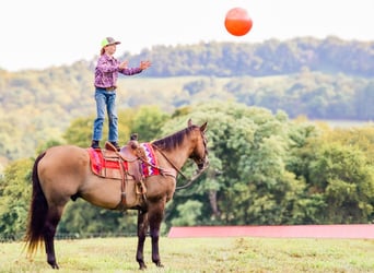 American Quarter Horse, Gelding, 12 years, Grullo