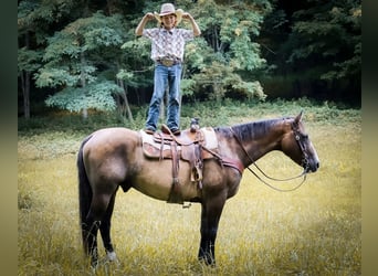 American Quarter Horse, Gelding, 12 years, Grullo