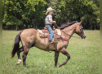 American Quarter Horse, Gelding, 12 years, Grullo