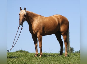 American Quarter Horse, Gelding, 12 years, Palomino