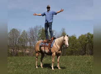 American Quarter Horse, Gelding, 12 years, Palomino