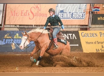 American Quarter Horse, Gelding, 12 years, Palomino