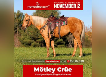 American Quarter Horse, Gelding, 12 years, Palomino
