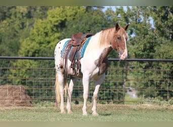 American Quarter Horse, Gelding, 12 years, Pinto