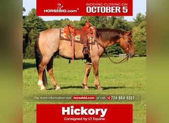 American Quarter Horse, Gelding, 12 years, Red Dun