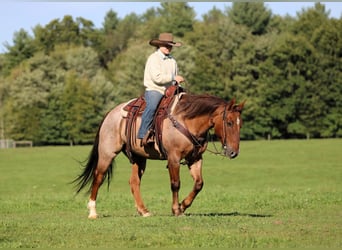 American Quarter Horse, Gelding, 12 years, Red Dun