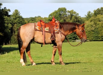American Quarter Horse, Gelding, 12 years, Red Dun