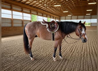 American Quarter Horse, Gelding, 12 years, Roan-Bay