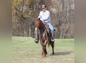 American Quarter Horse, Gelding, 12 years, Roan-Red