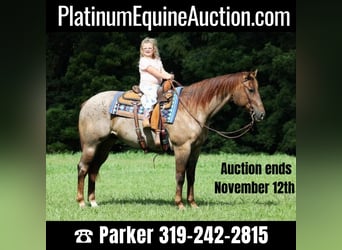 American Quarter Horse, Gelding, 12 years, Roan-Red