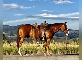 American Quarter Horse, Gelding, 12 years, Sorrel