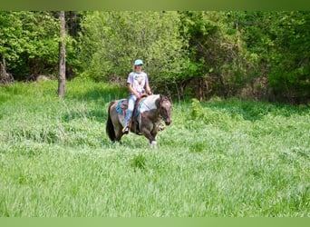 American Quarter Horse, Gelding, 12 years, Tobiano-all-colors