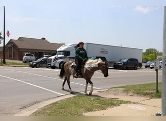 American Quarter Horse, Gelding, 12 years, Tobiano-all-colors