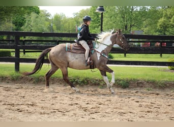 American Quarter Horse, Gelding, 12 years, Tobiano-all-colors