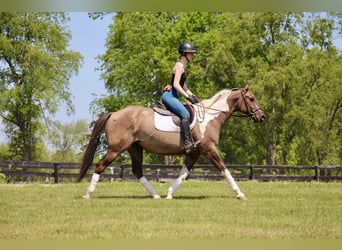 American Quarter Horse, Gelding, 12 years, Tobiano-all-colors