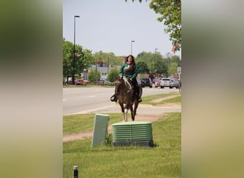 American Quarter Horse, Gelding, 12 years, Tobiano-all-colors